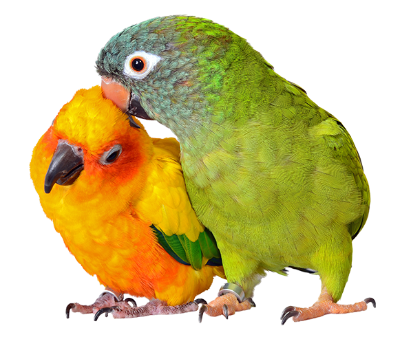 Feeding Wild Birds this winter