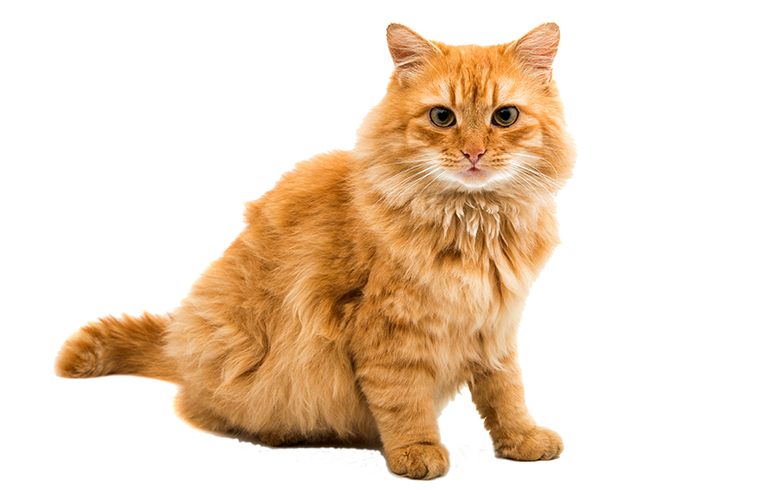 Tips for bringing home a new kitten
