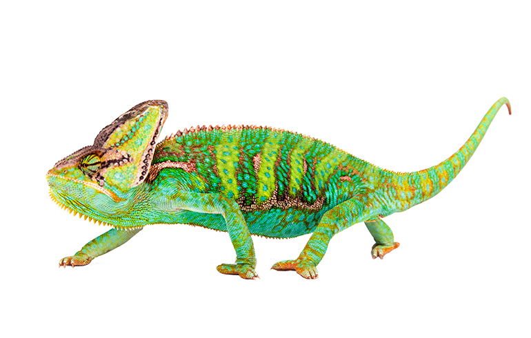 Reptile Husbandry