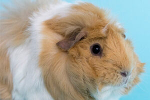 Getting started with guinea pigs
