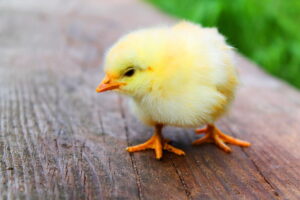 Getting started with keeping chickens